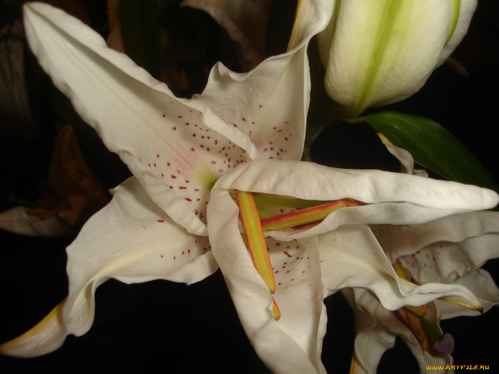 цветы, тюльпаны