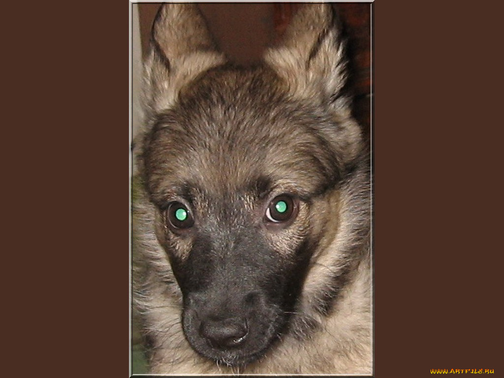 животные, собаки