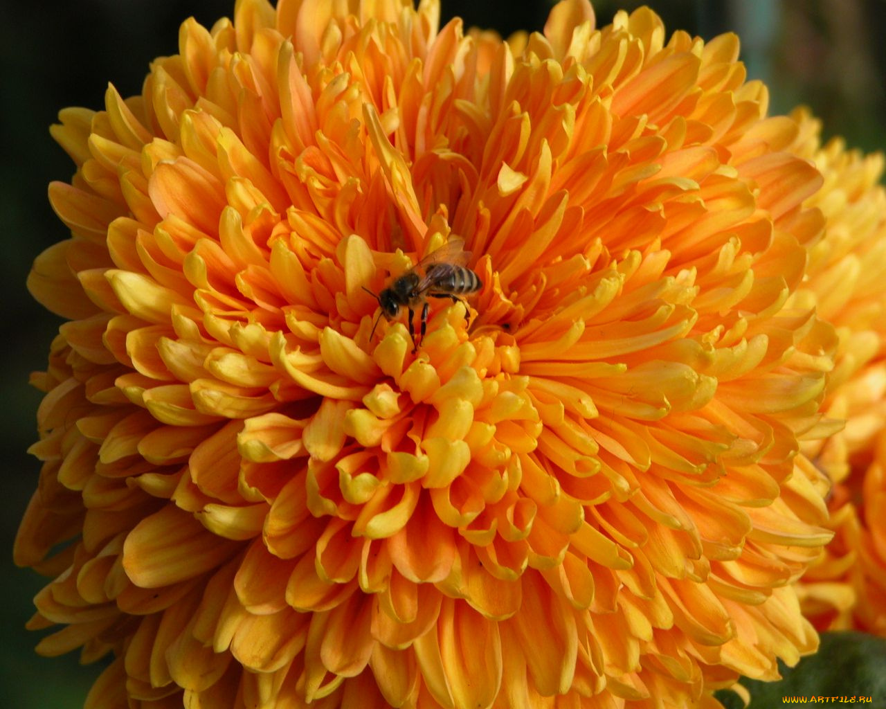 цветы, хризантемы