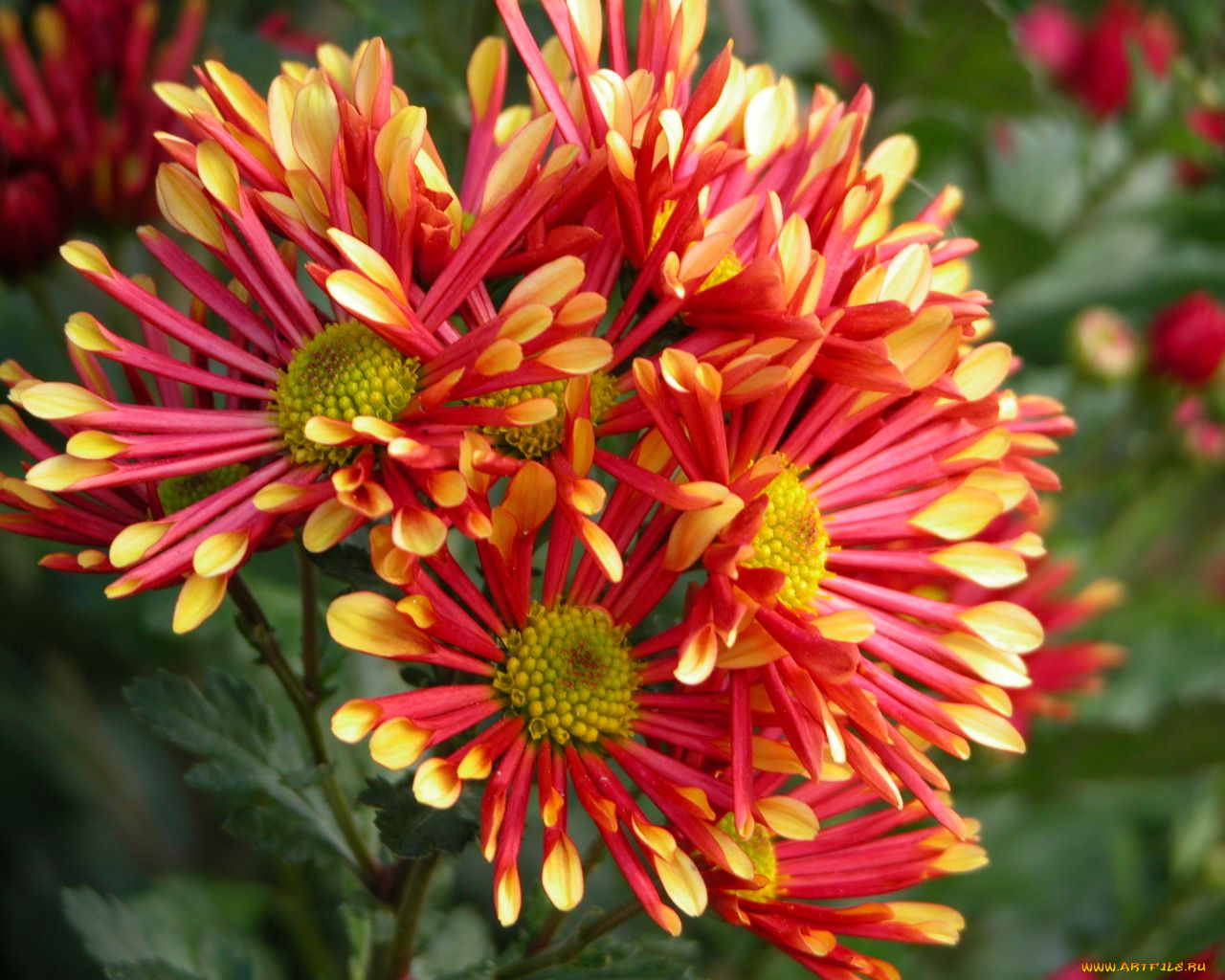 цветы, хризантемы