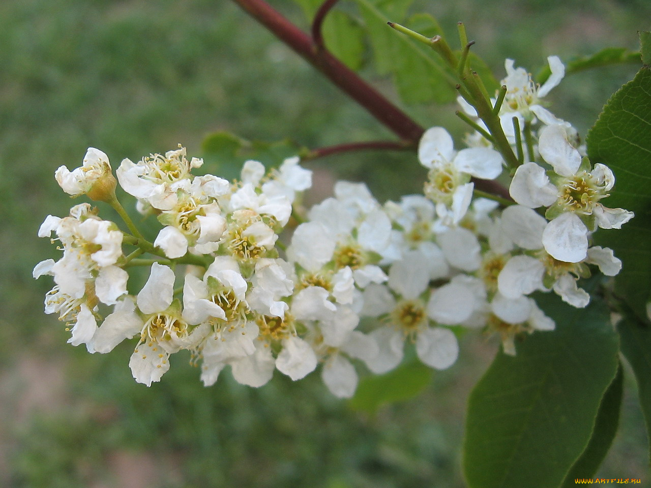 цветы, цветущие, деревья, кустарники