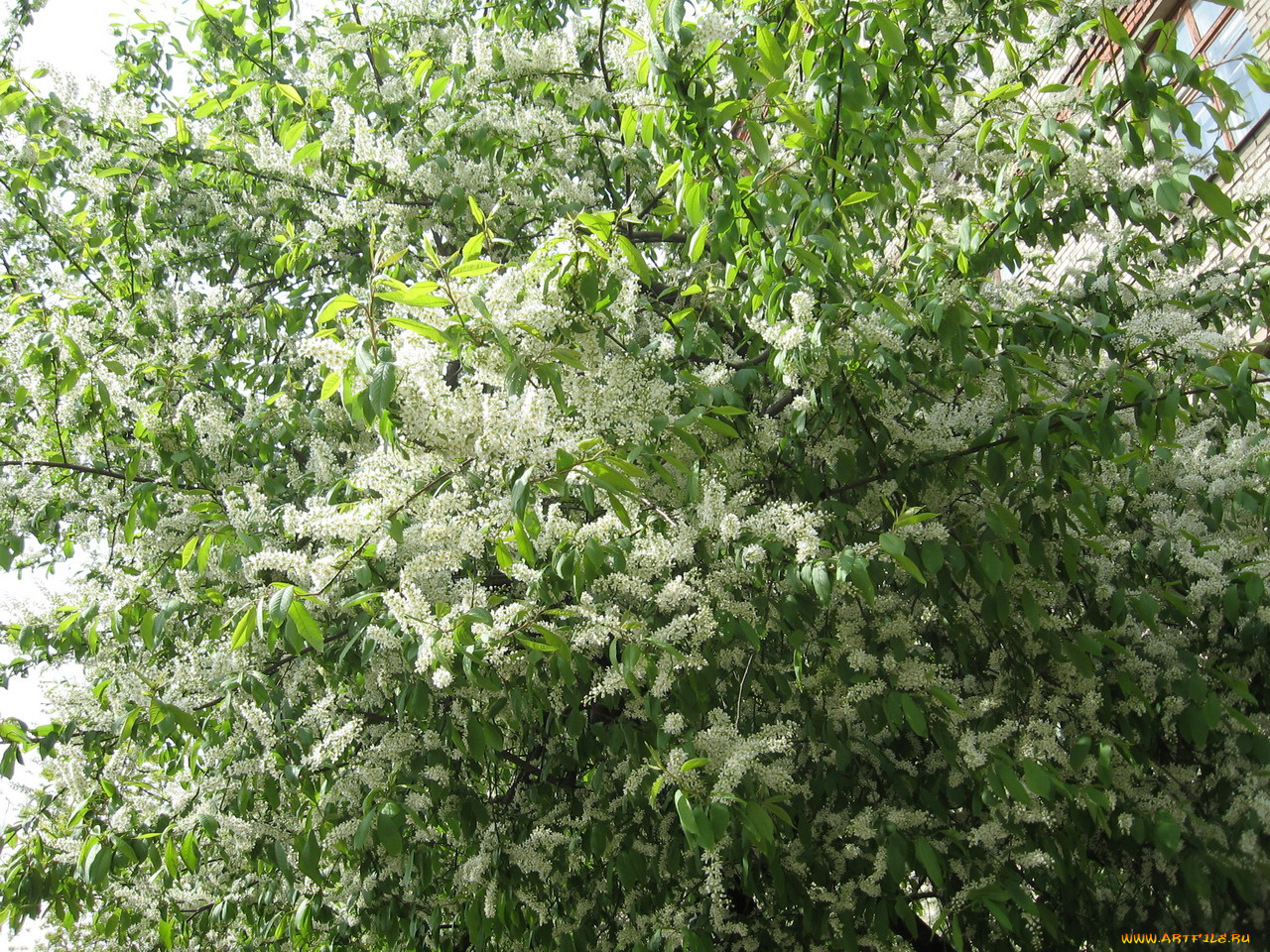 цветы, цветущие, деревья, кустарники