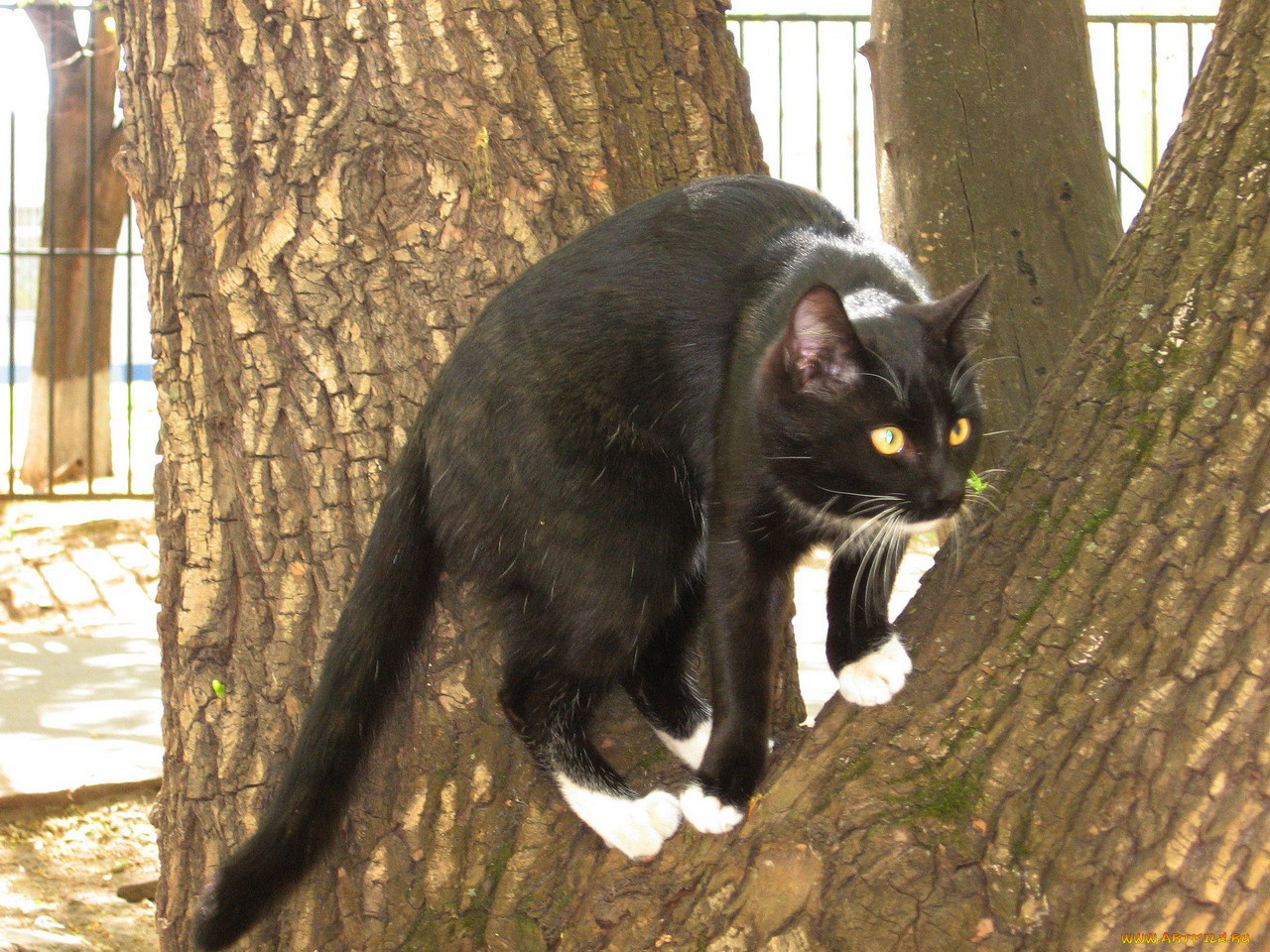 животные, коты