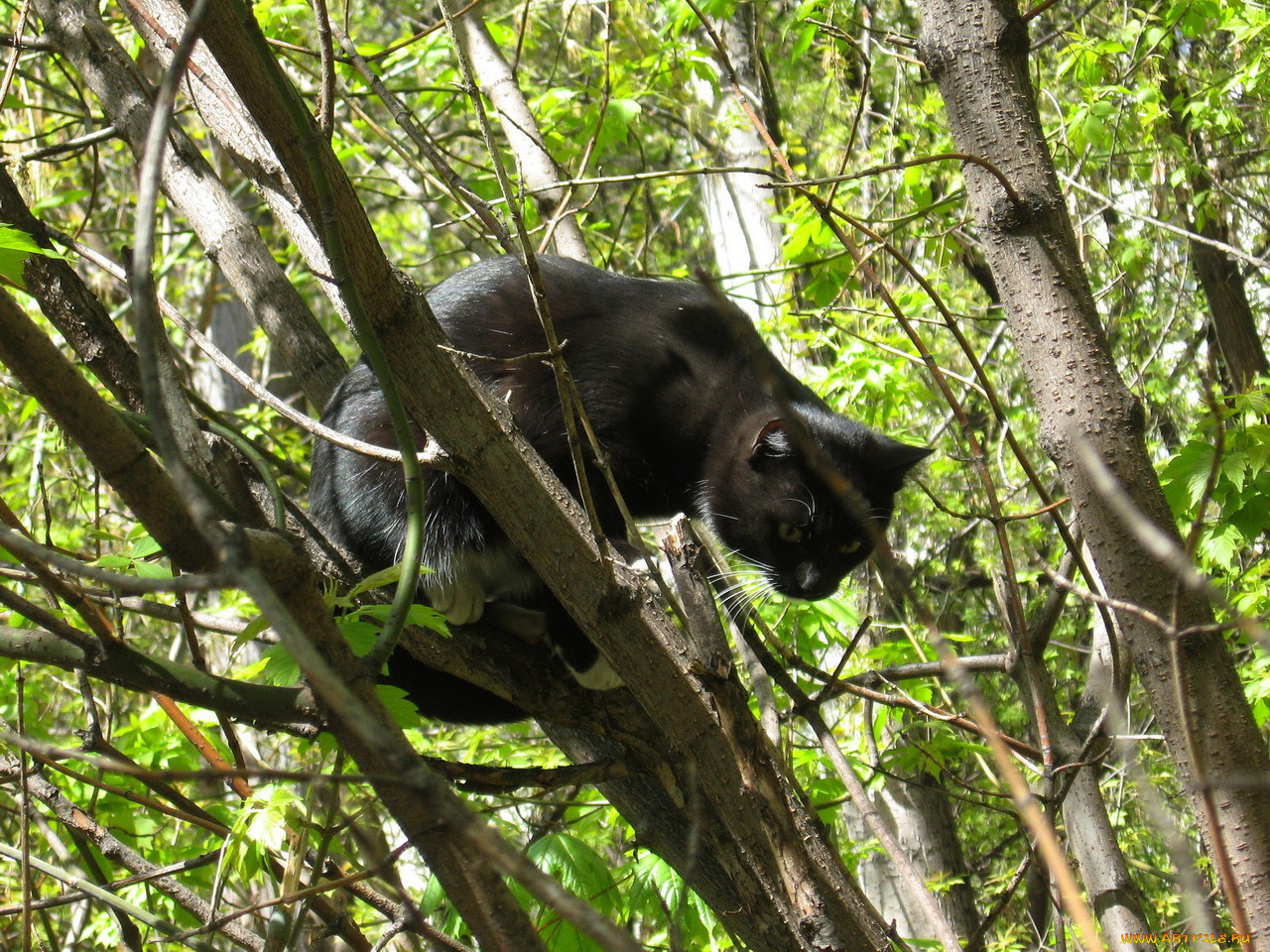 животные, коты