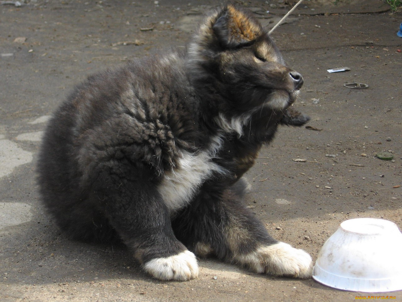 животные, собаки