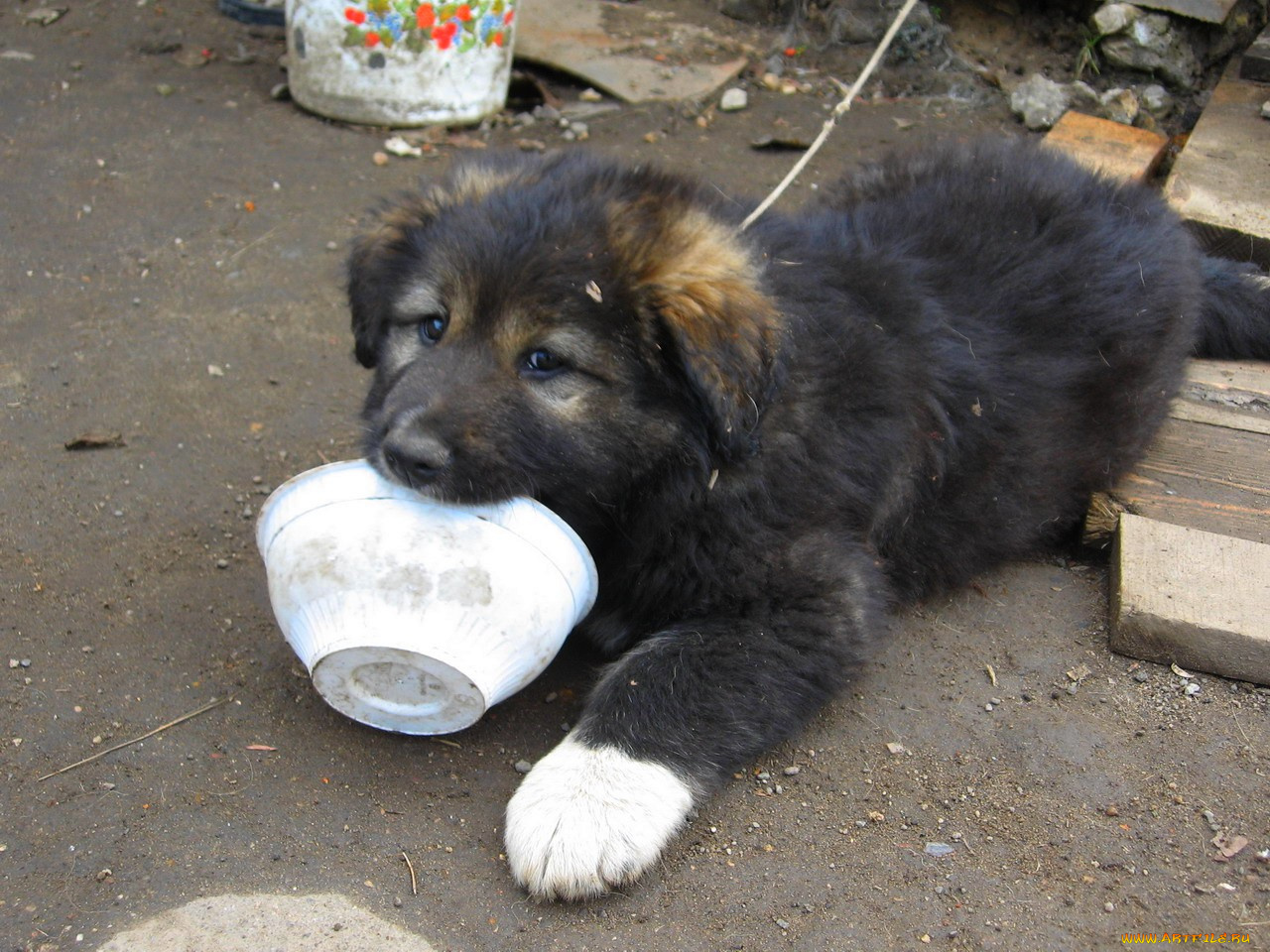 животные, собаки