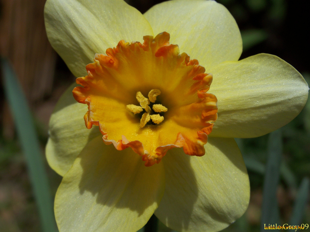 цветы, нарциссы