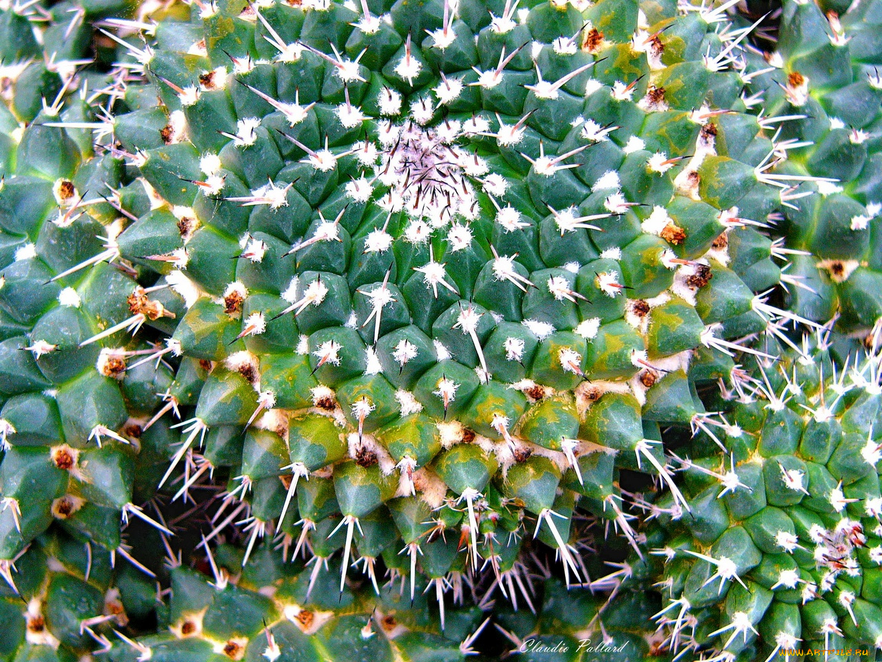 цветы, кактусы
