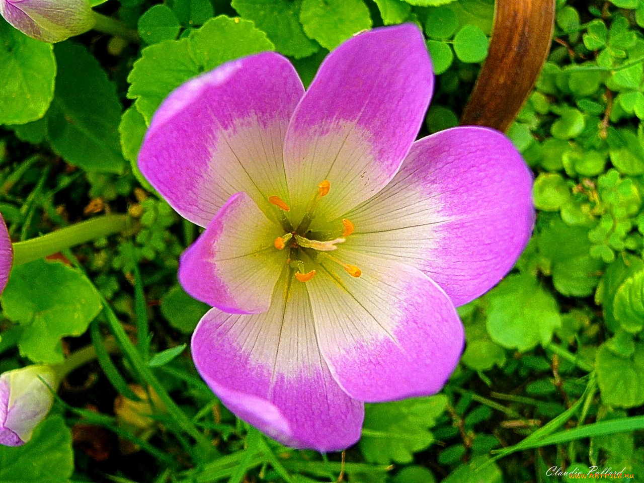 цветы, крокусы