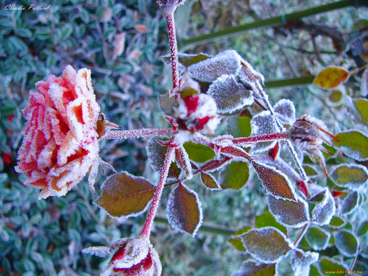 цветы, розы