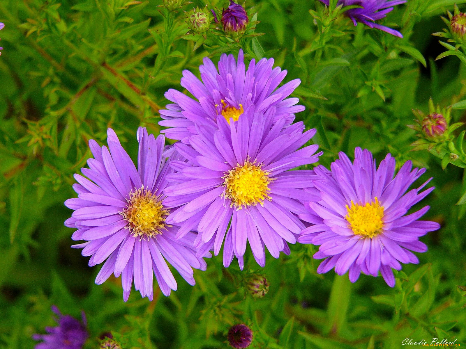 цветы, астры
