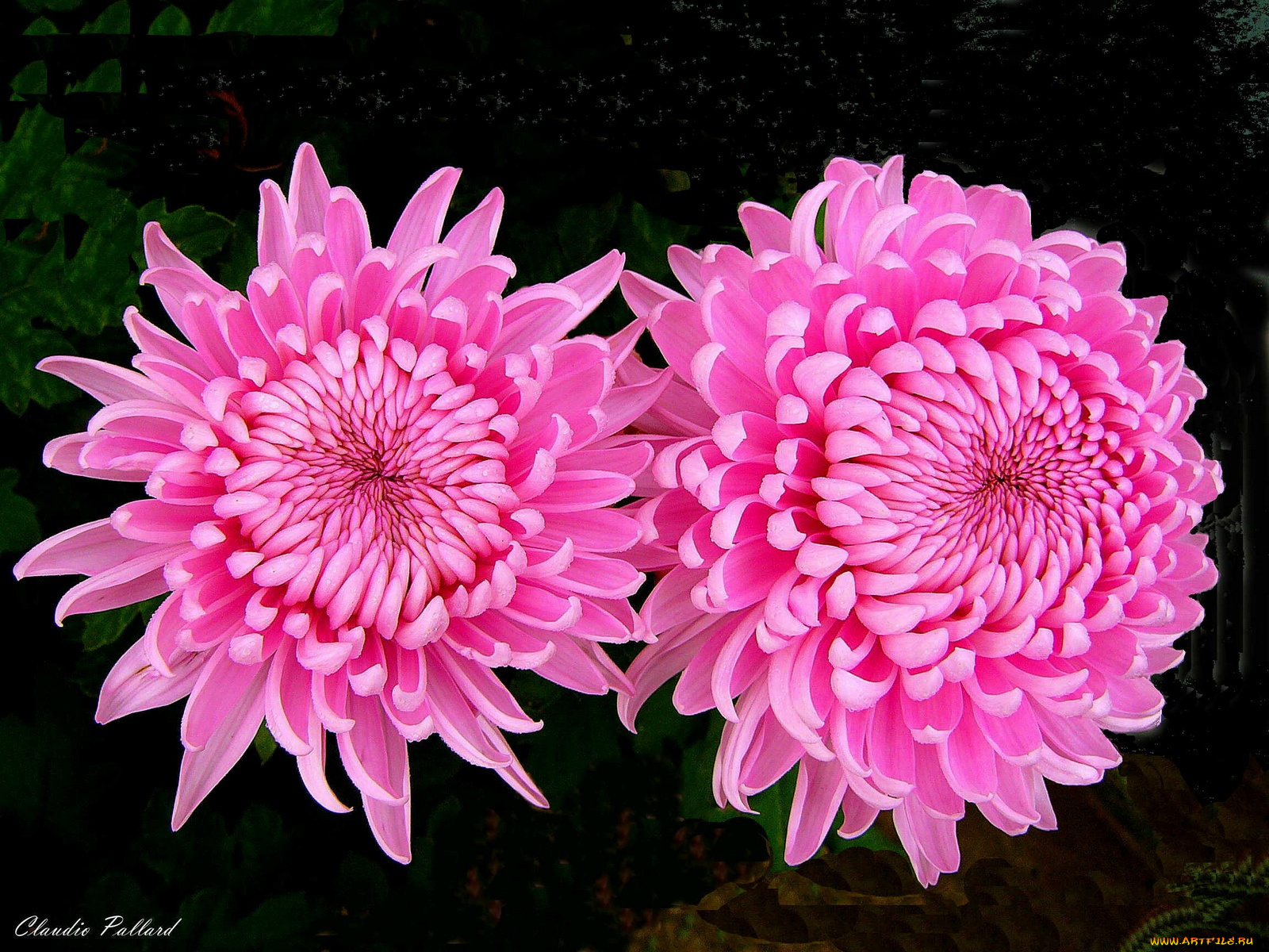 цветы, хризантемы