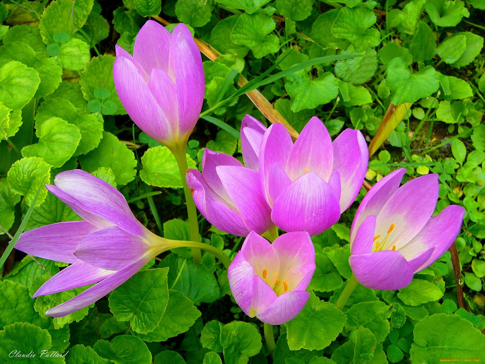 цветы, крокусы