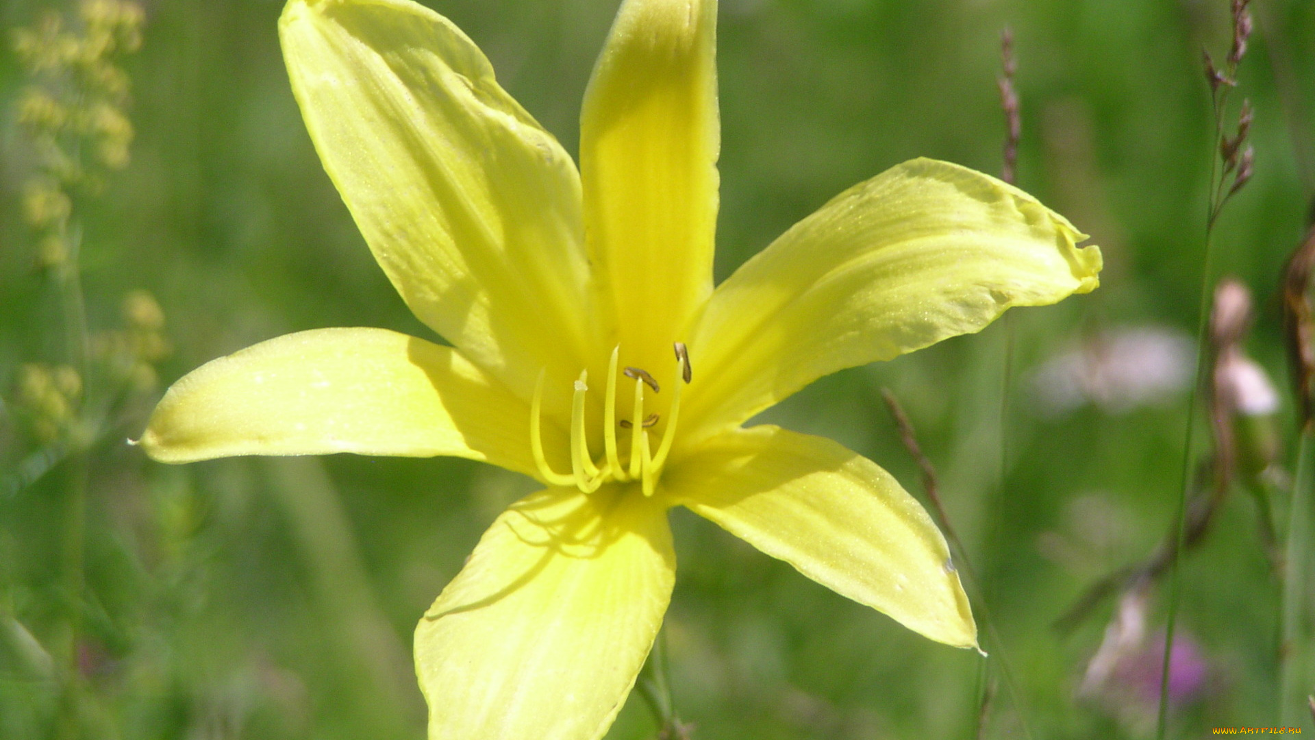 цветы, лилии, лилейники