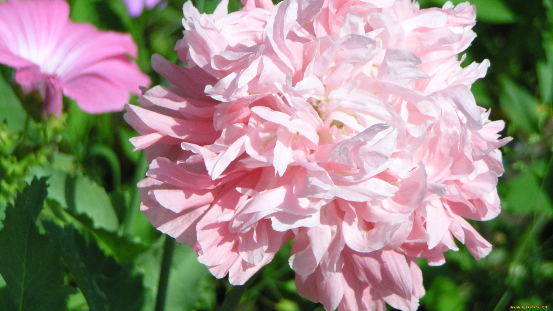 цветы, пионы