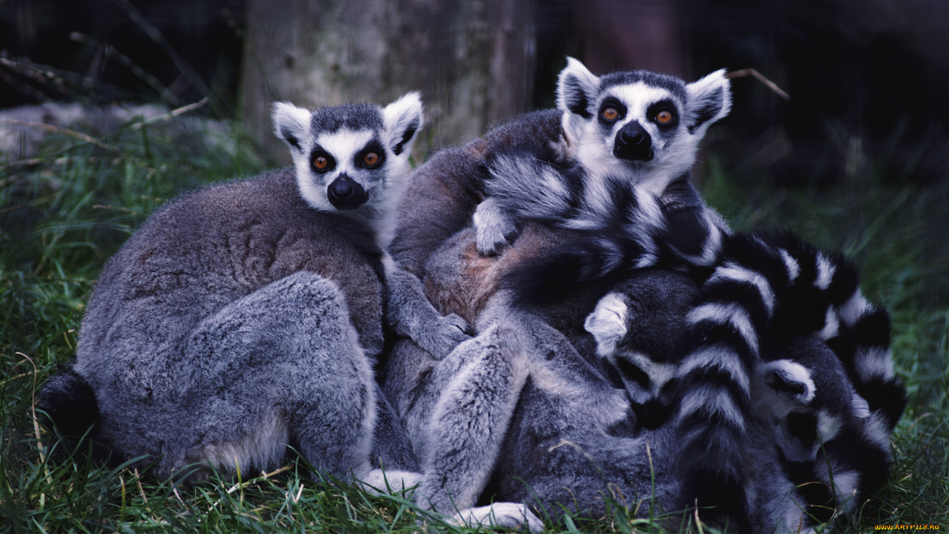 животные, лемуры