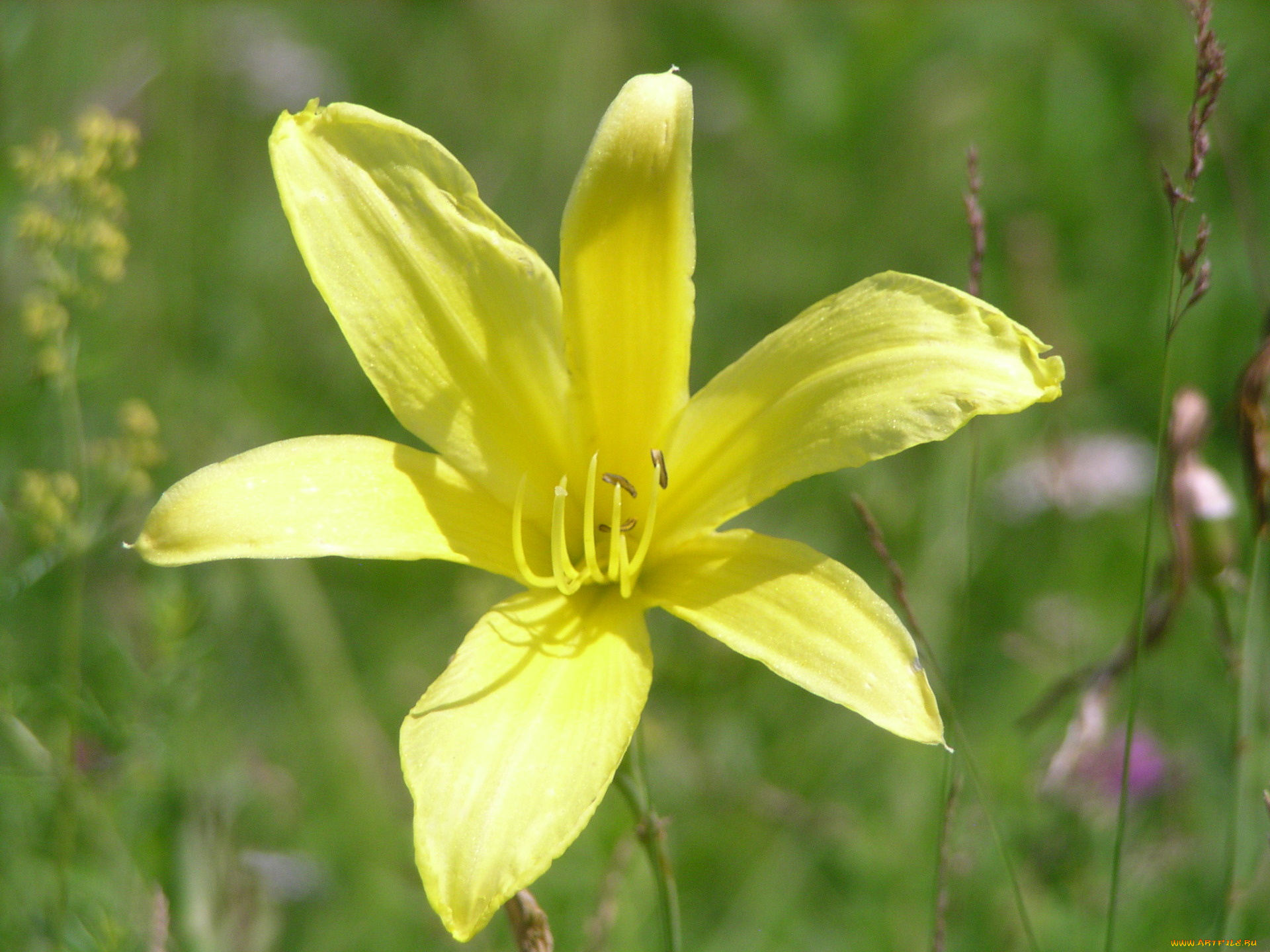 цветы, лилии, лилейники