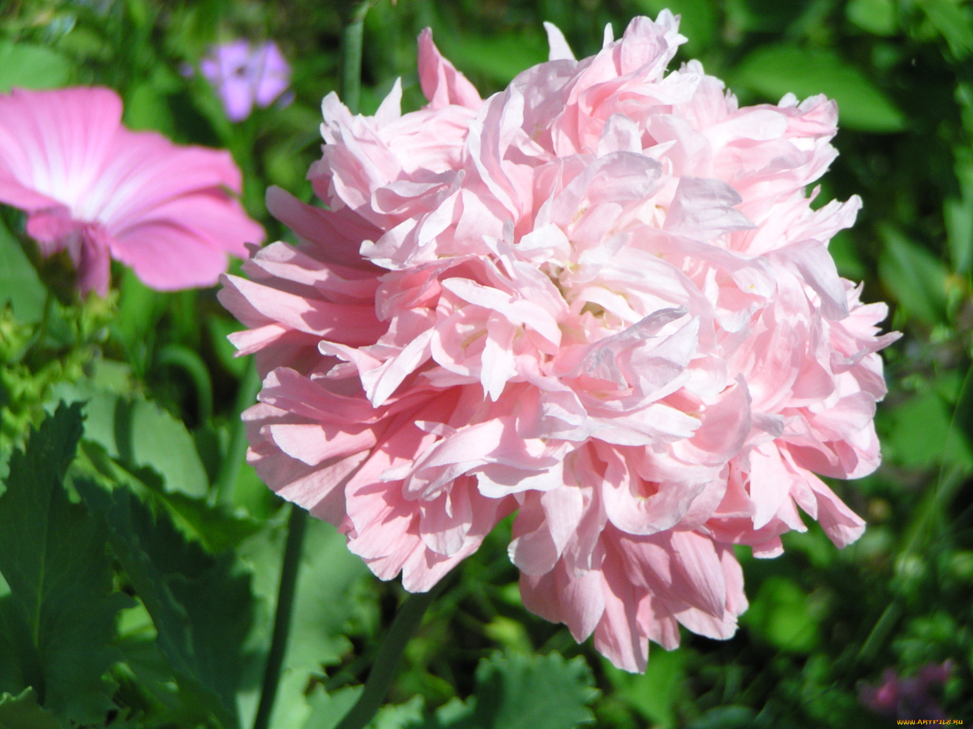 цветы, пионы