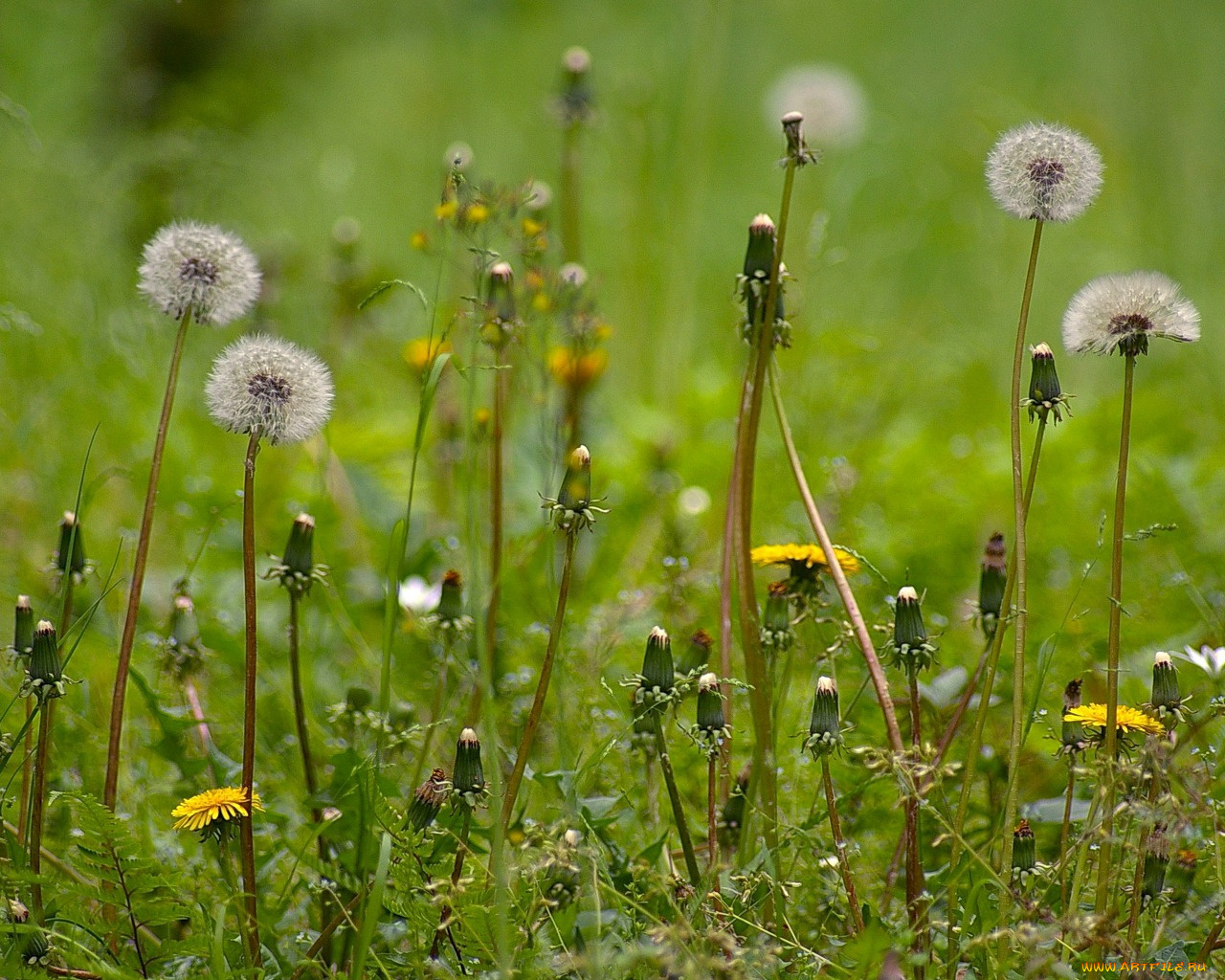 цветы, одуванчики