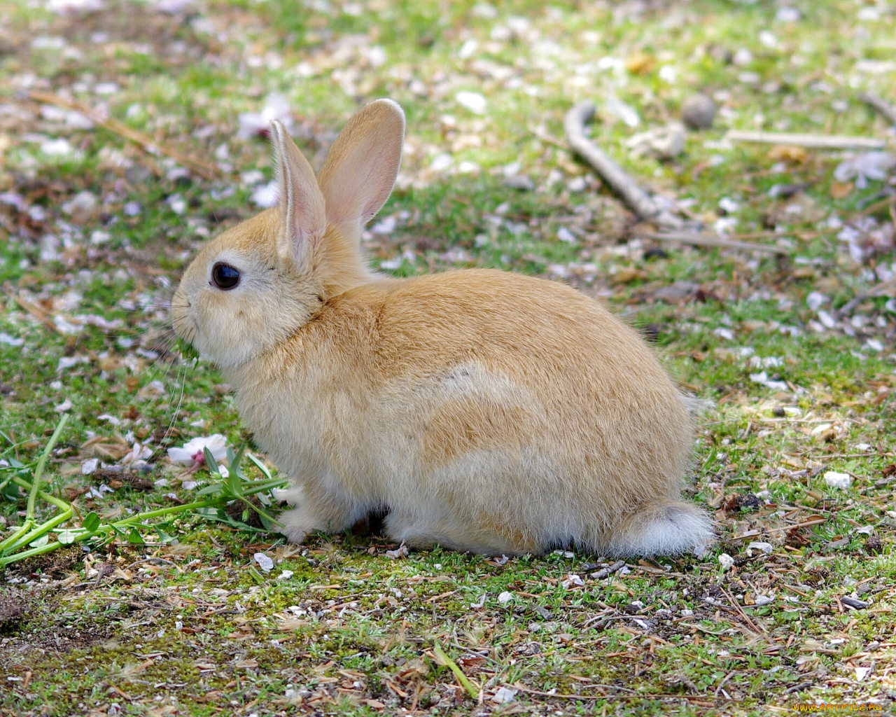 животные, кролики, зайцы