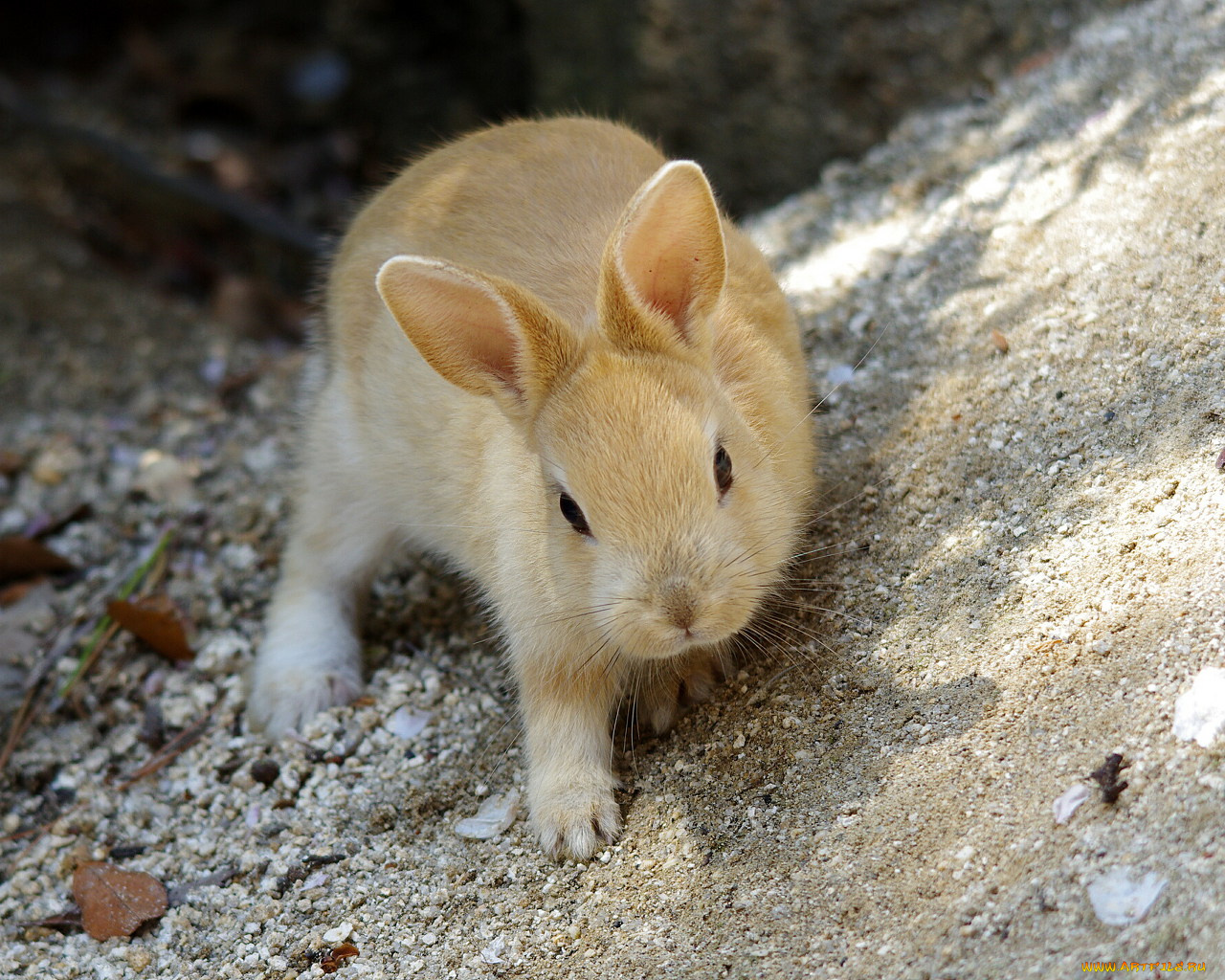животные, кролики, зайцы
