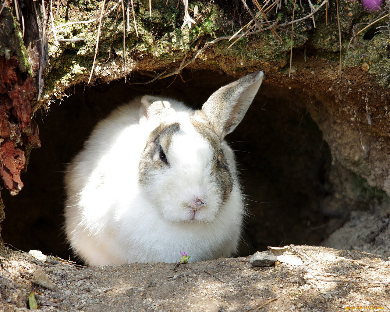 животные, кролики, зайцы