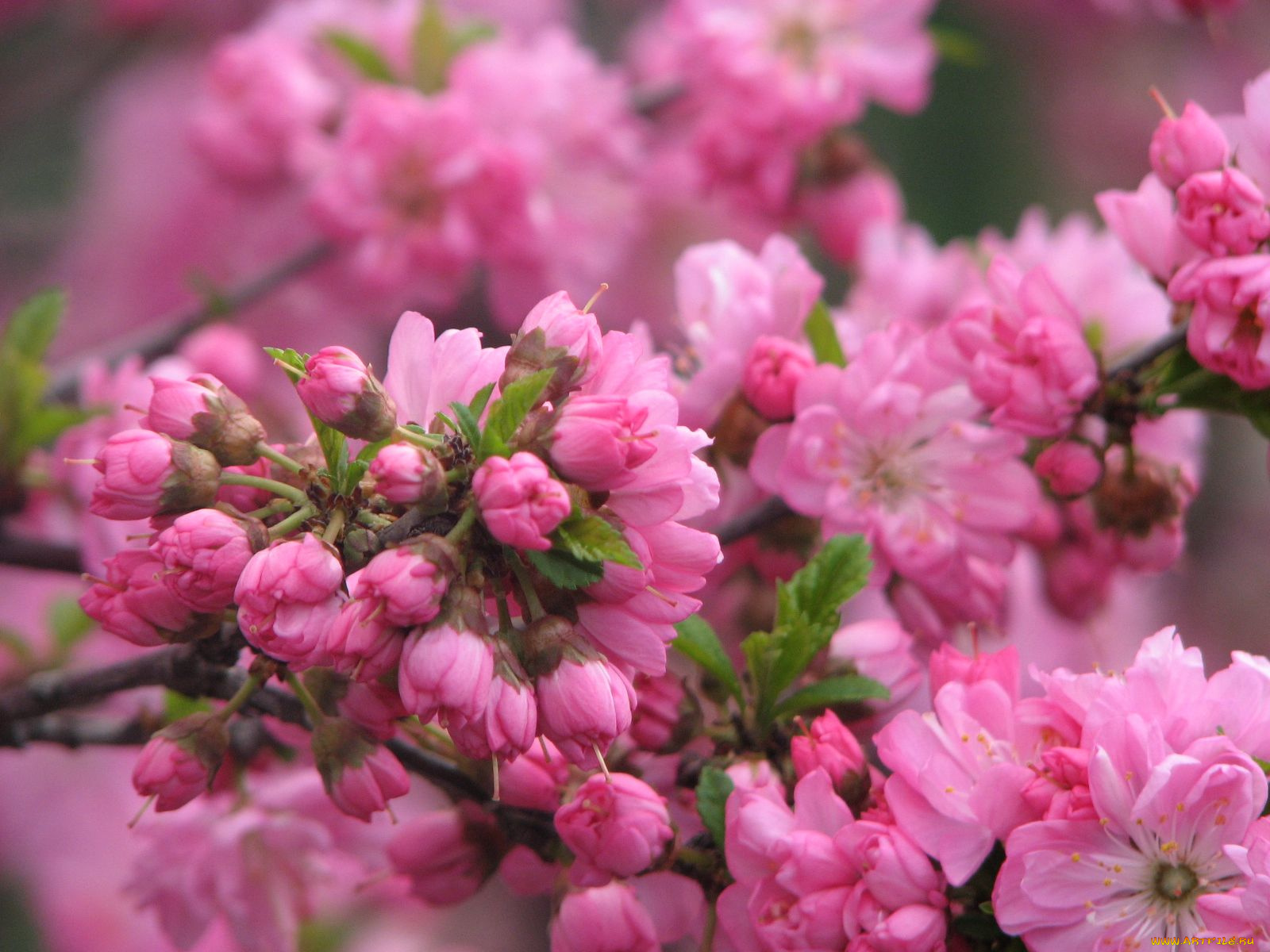 цветы, сакура, вишня