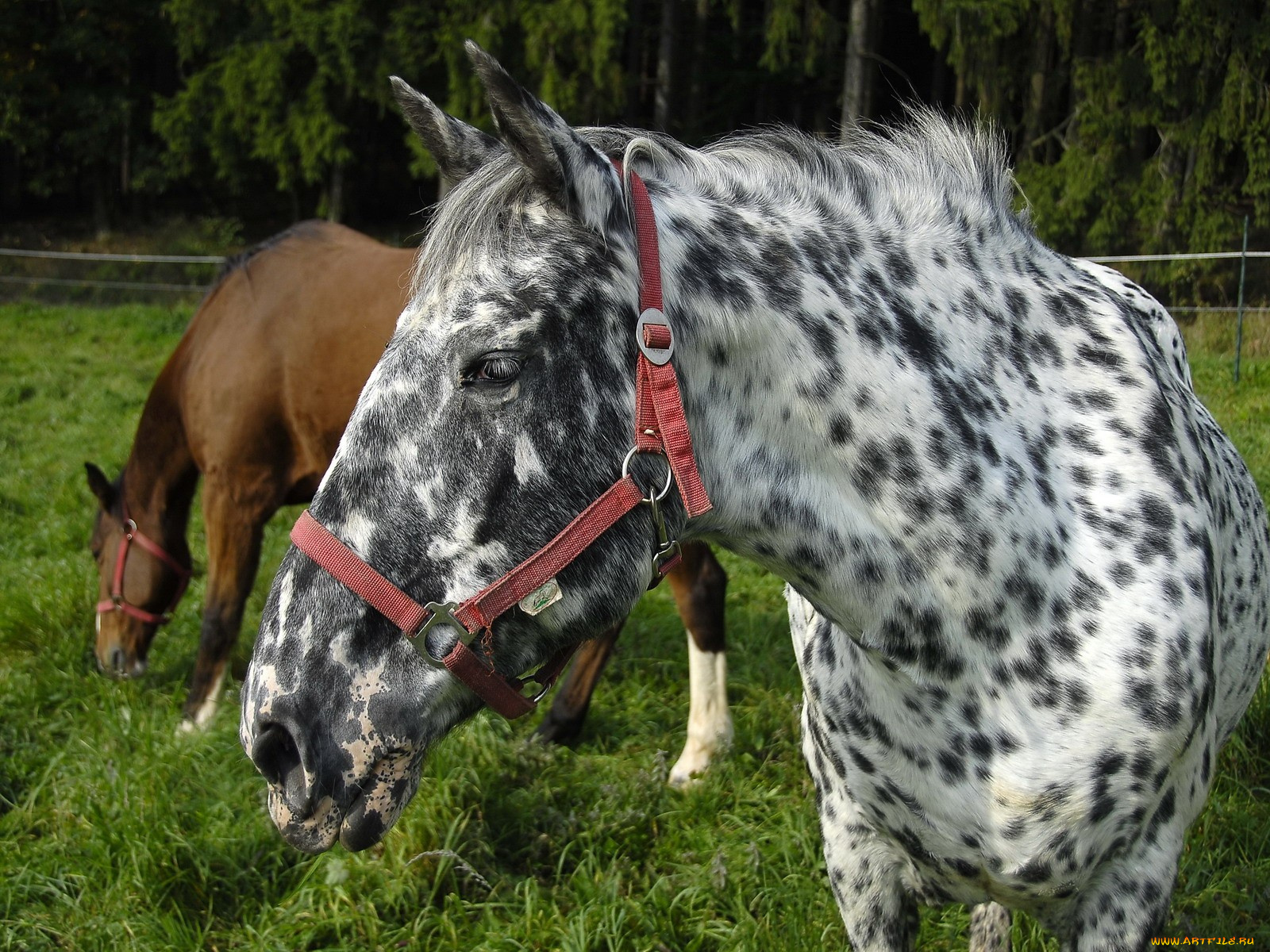 животные, лошади