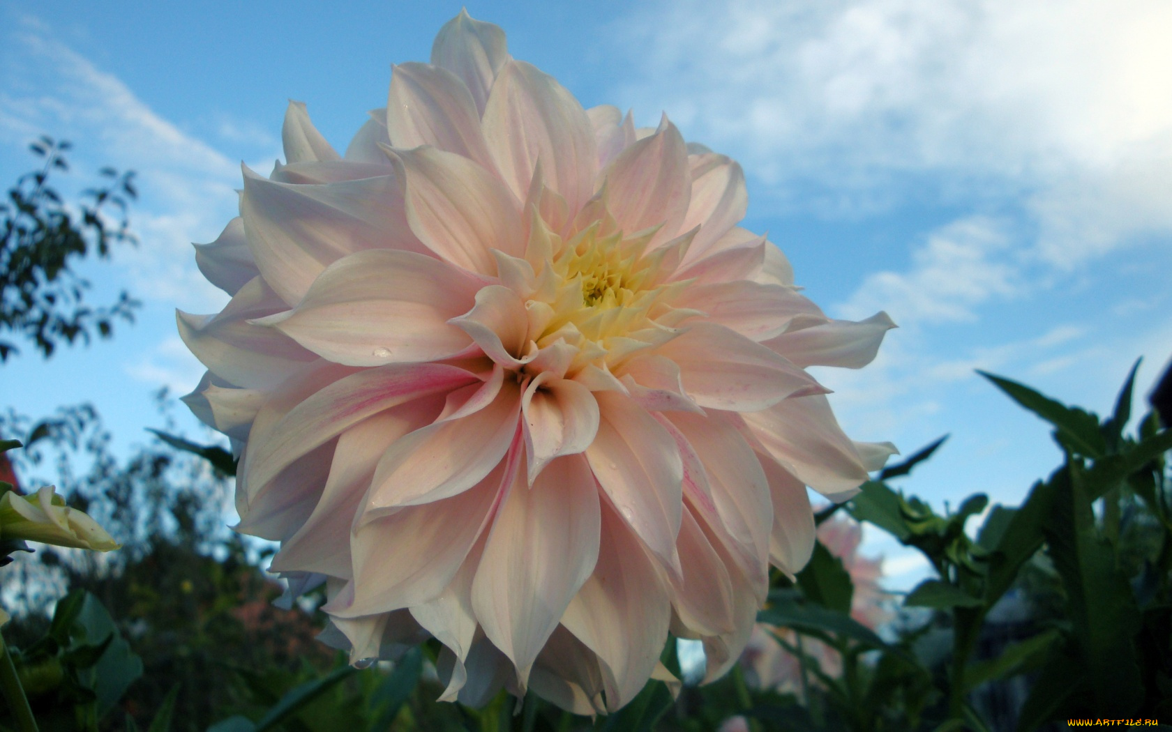 георгин, цветы, георгины