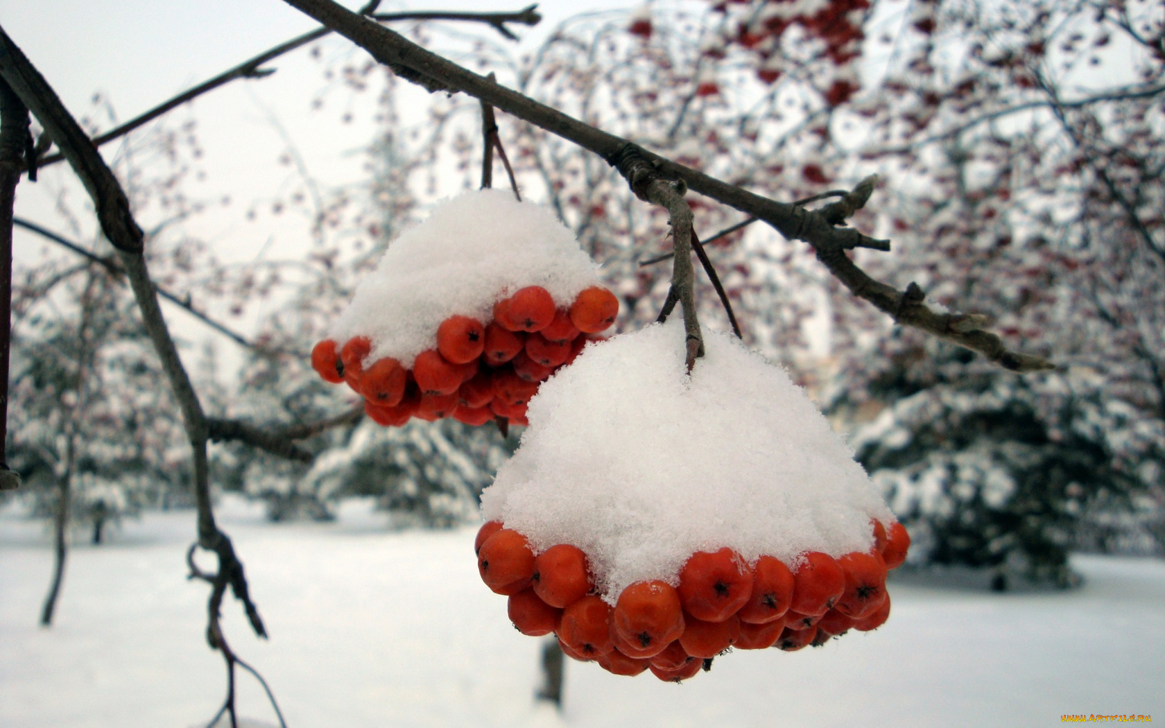 природа, Ягоды