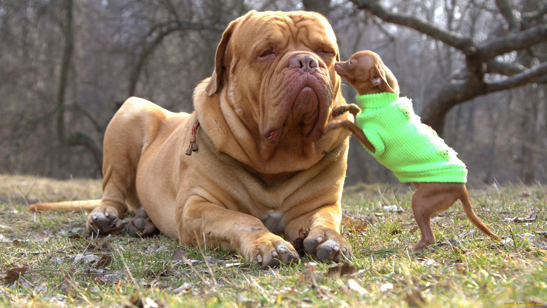 животные, собаки