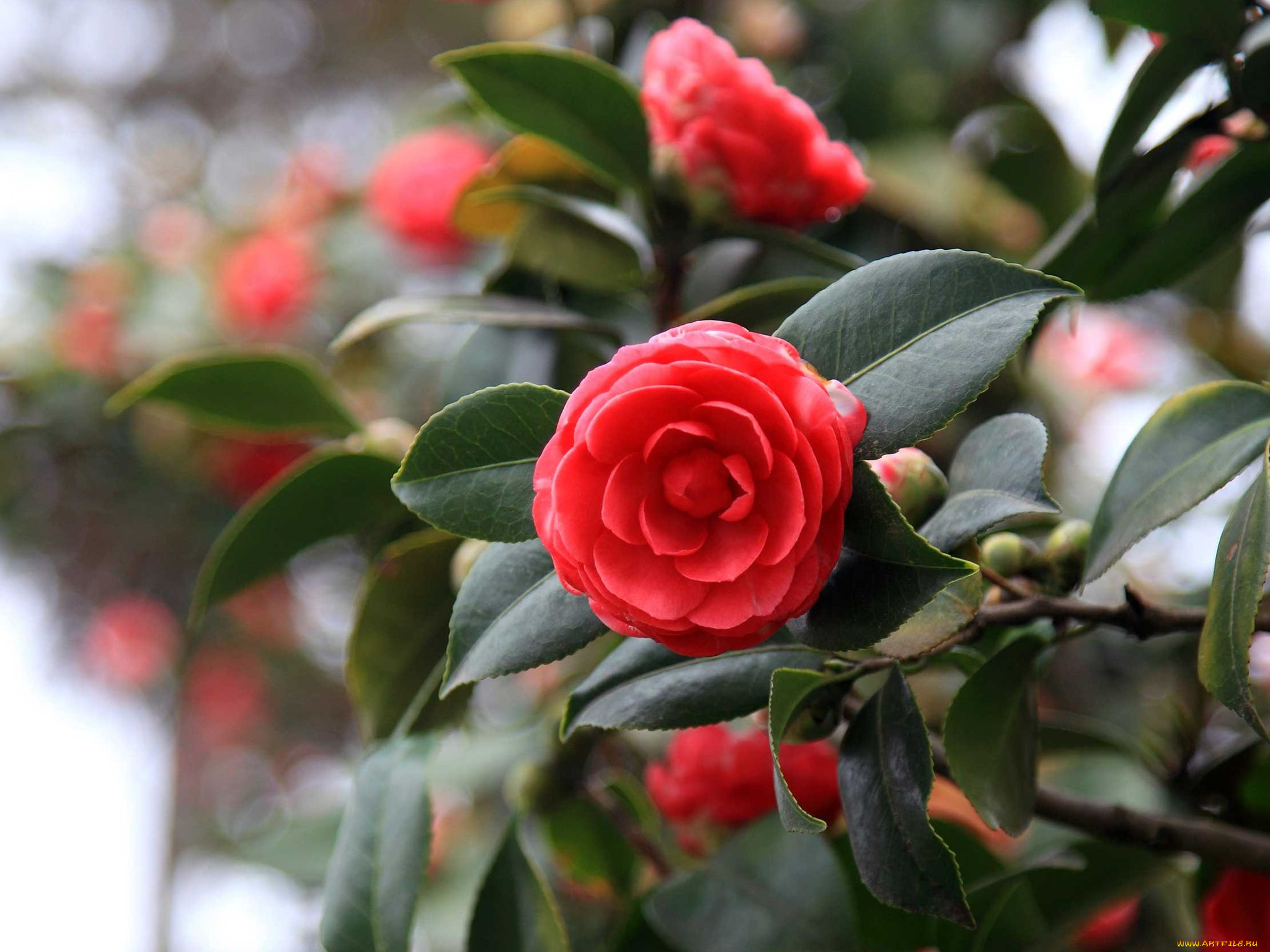 цветы, камелии