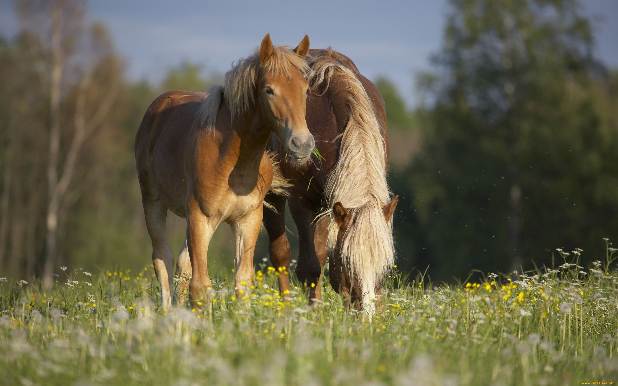 животные, лошади