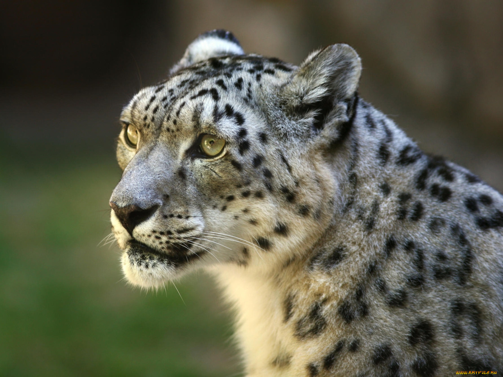 животные, снежный, барс, ирбис, морда