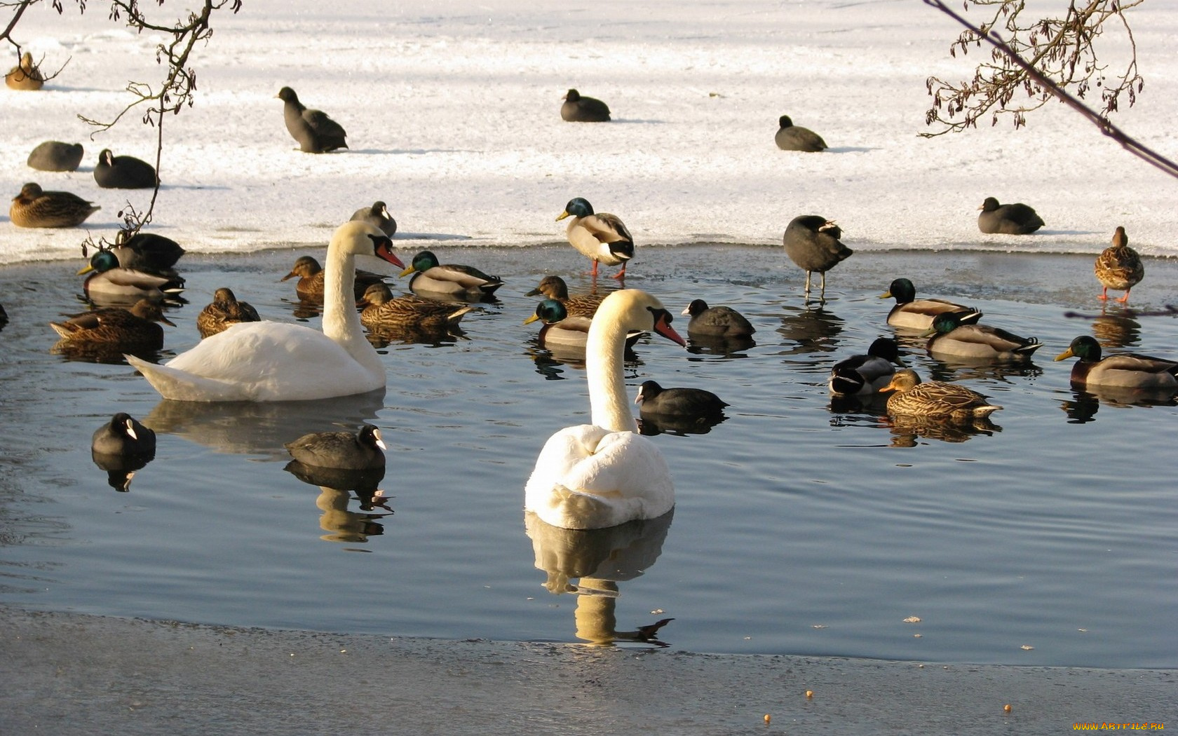 животные, птицы, пруд, утки, лебеди