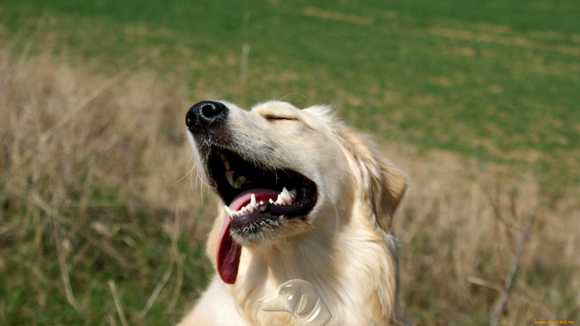 автор, geronima, животные, собаки, ретривер