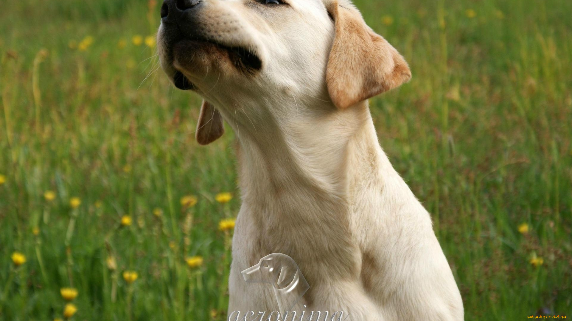 автор, geronima, животные, собаки, ретривер