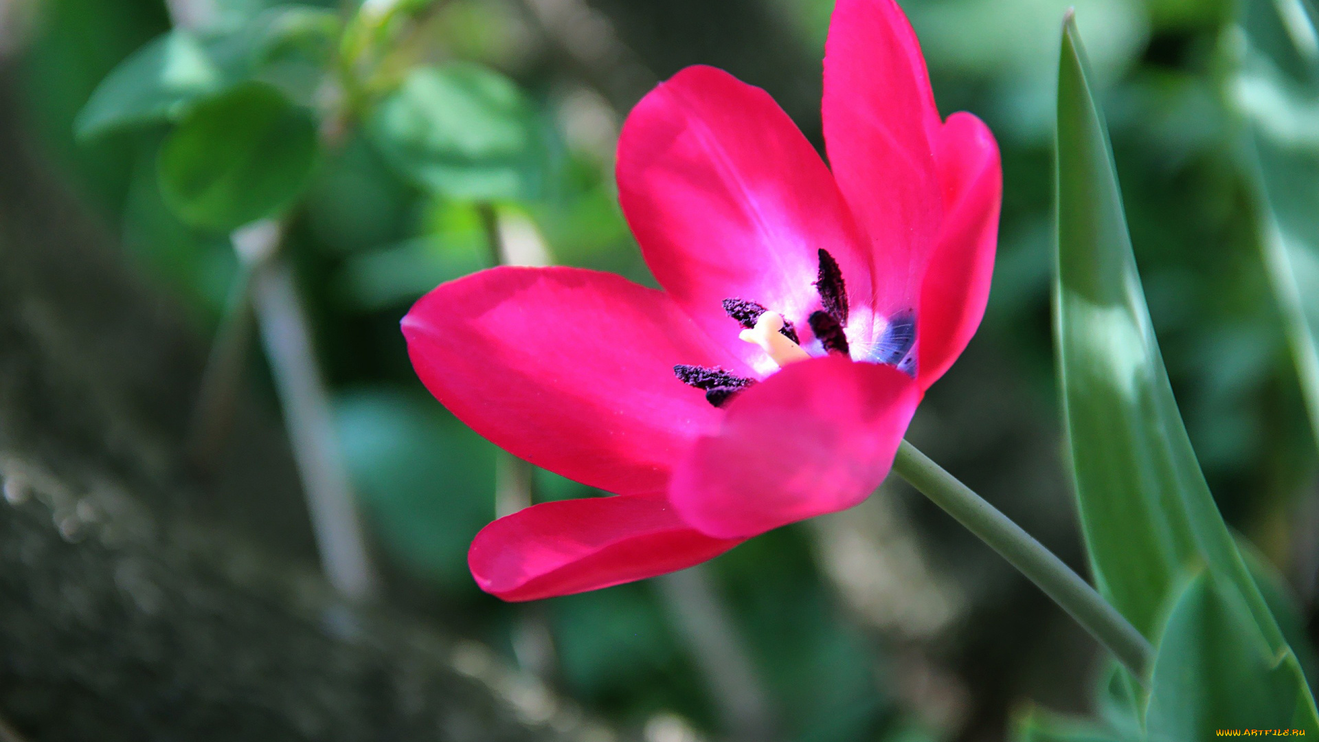 автор, thean, цветы, тюльпаны, розовый