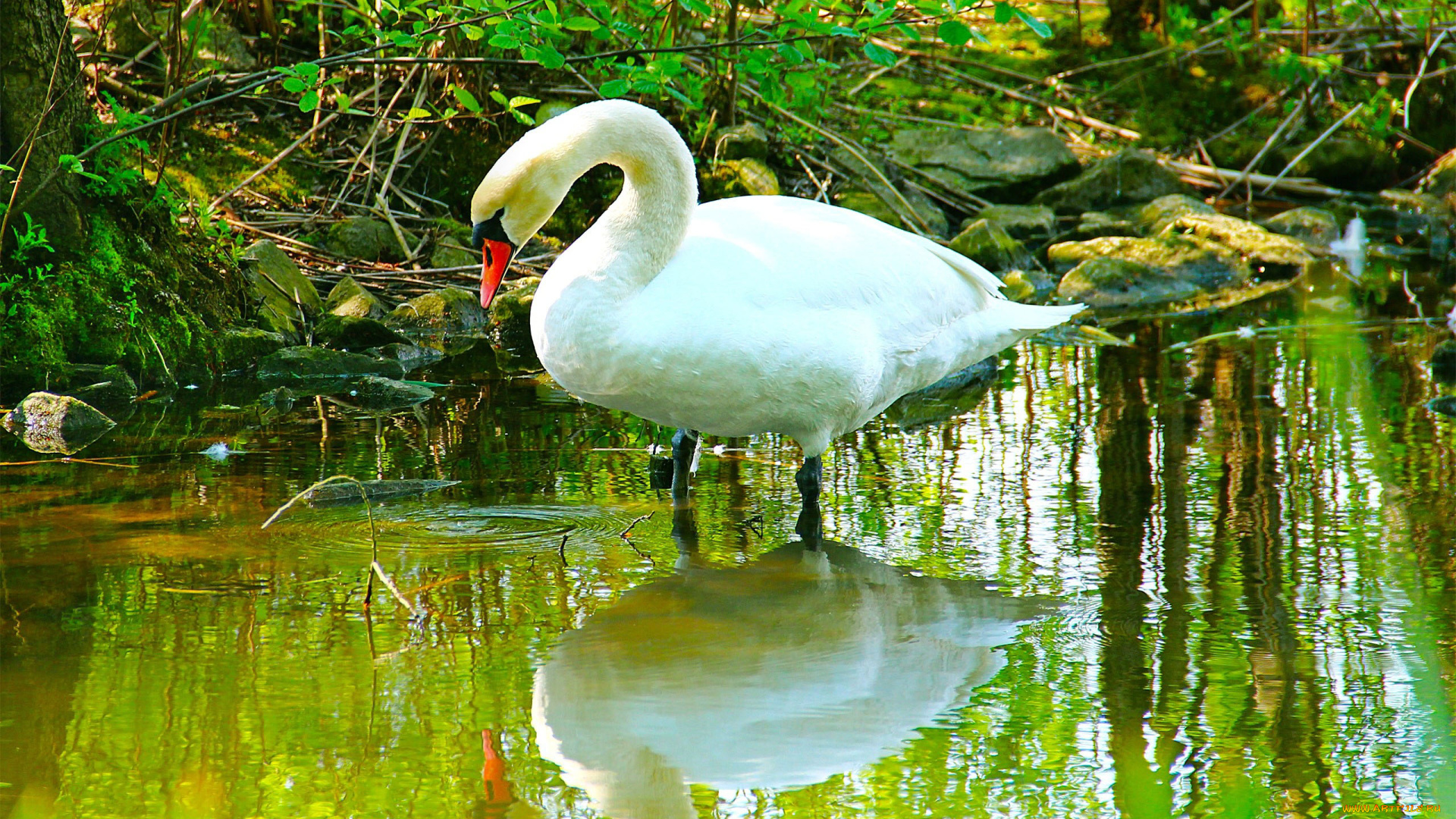 автор, thean, животные, лебеди, пруд, вода, камни, лебедь