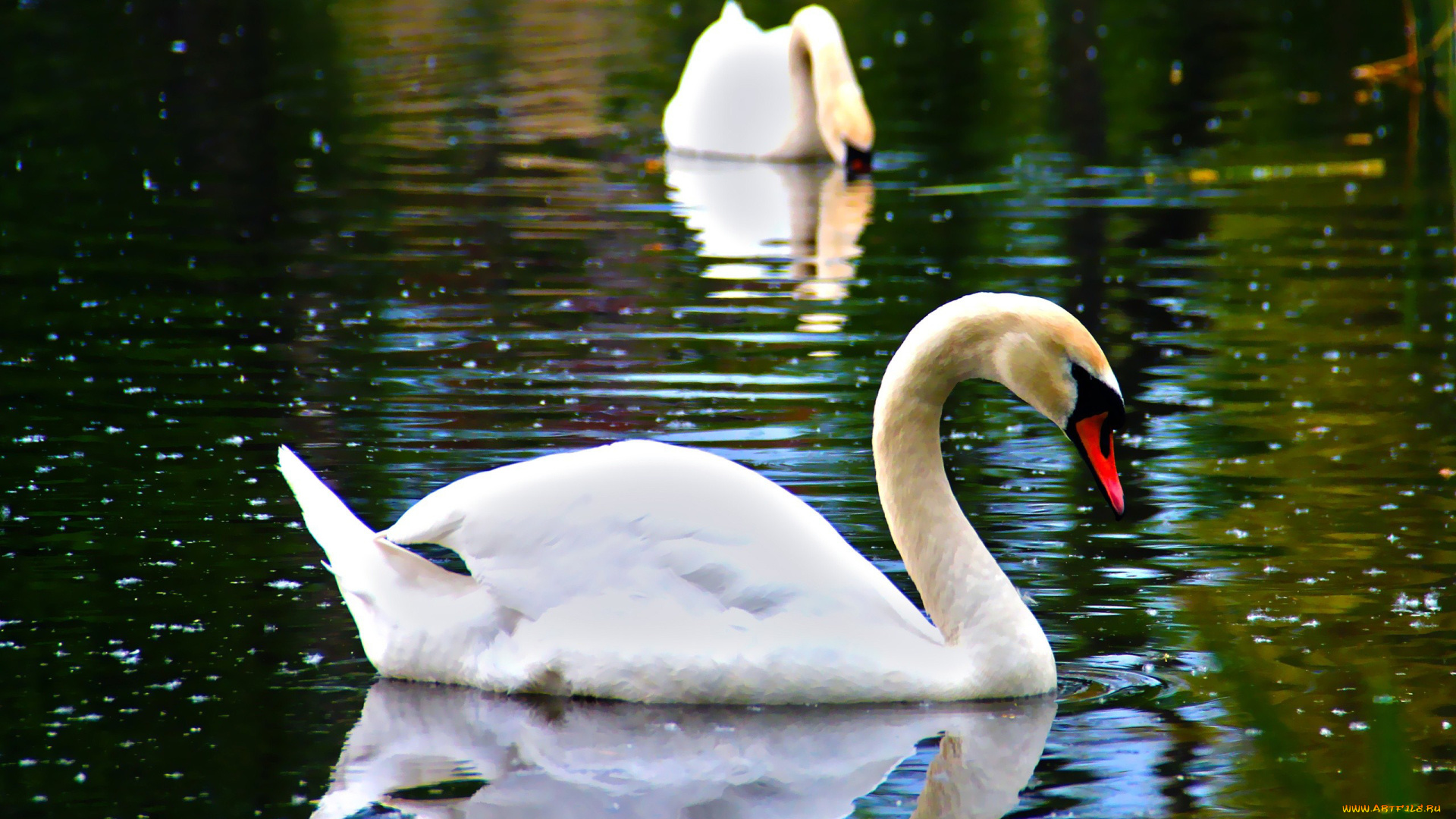 автор, thean, животные, лебеди, пруд, вода, пара