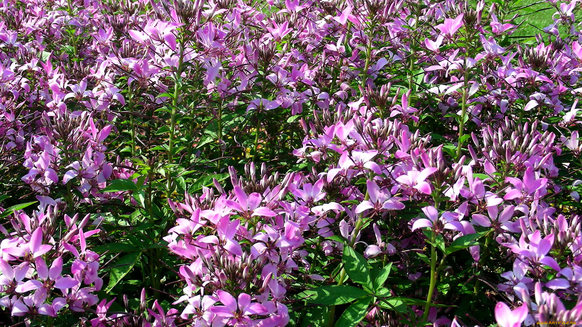 цветы, клеомы, клеома