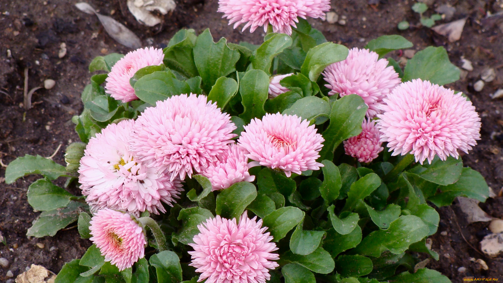 цветы, маргаритки