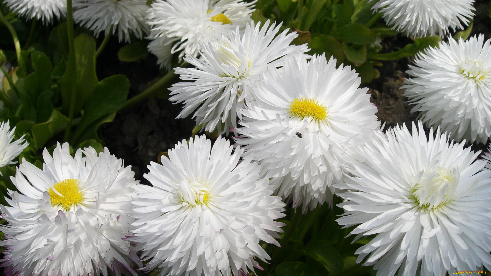 цветы, маргаритки, маргаритка