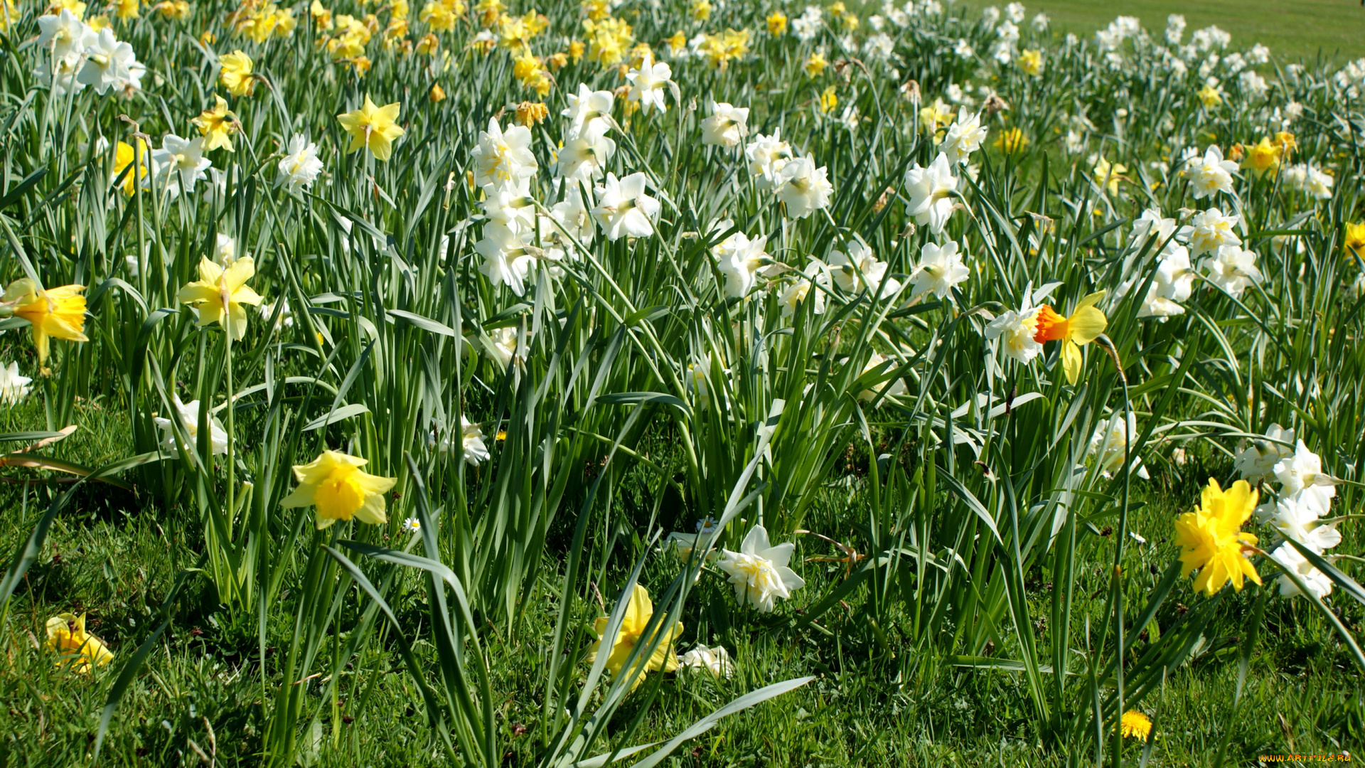 цветы, нарциссы