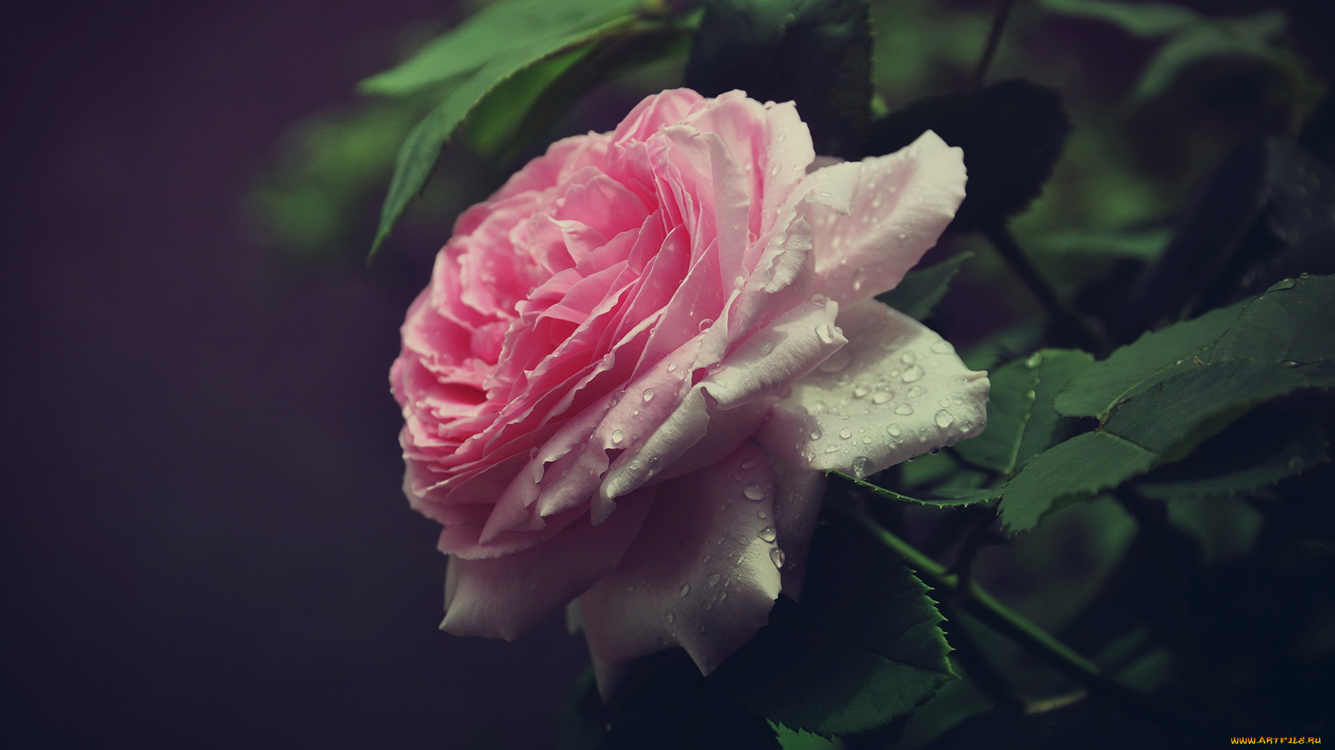 цветы, розы, лепестки, бутон