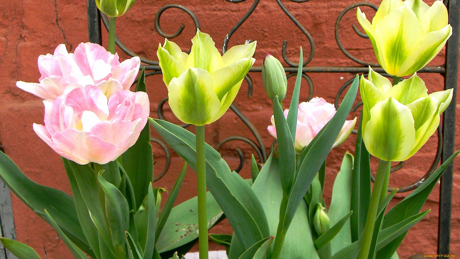 цветы, тюльпаны