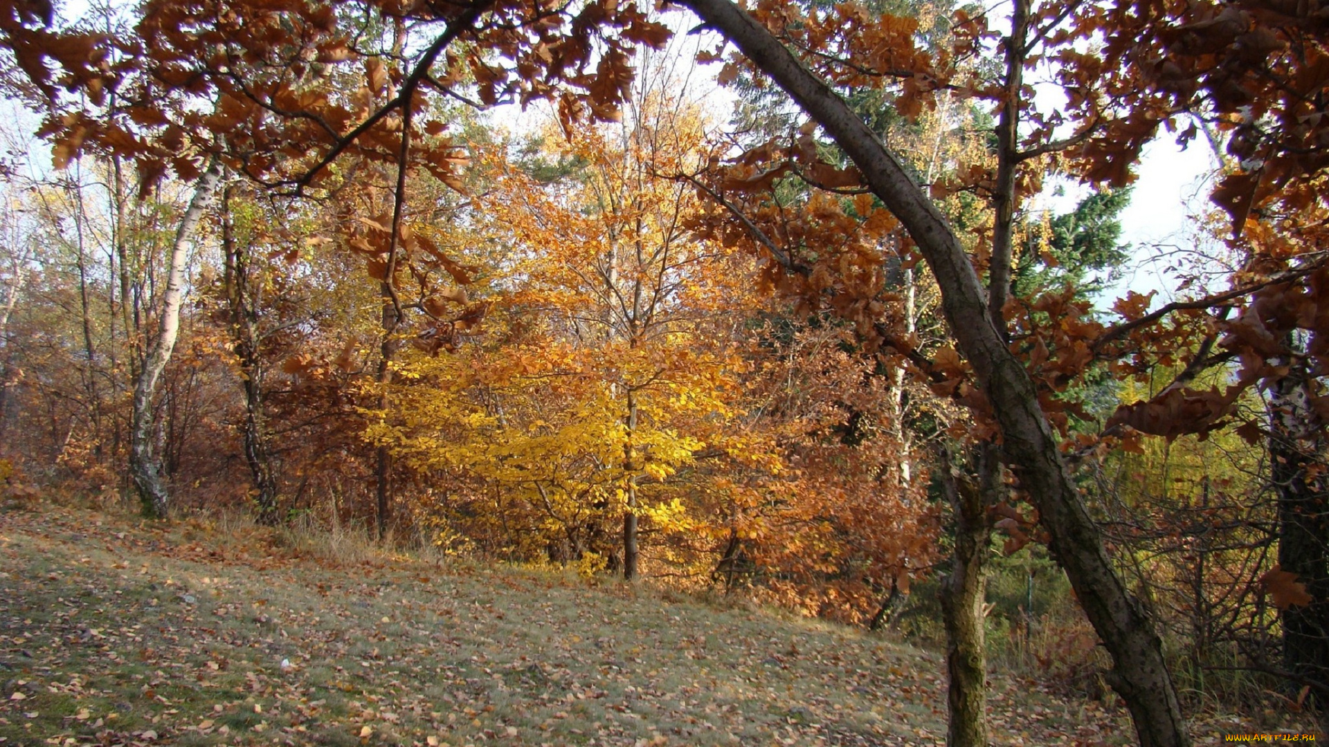 природа, деревья, осень