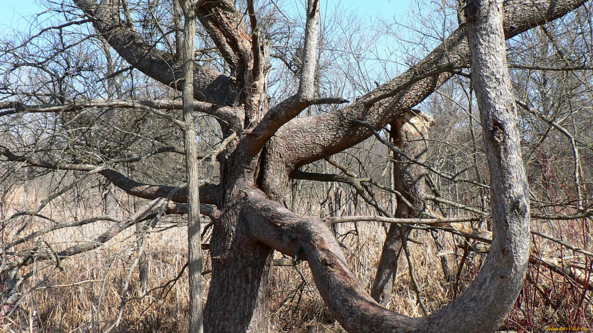 природа, деревья, ствол, ветви, осень