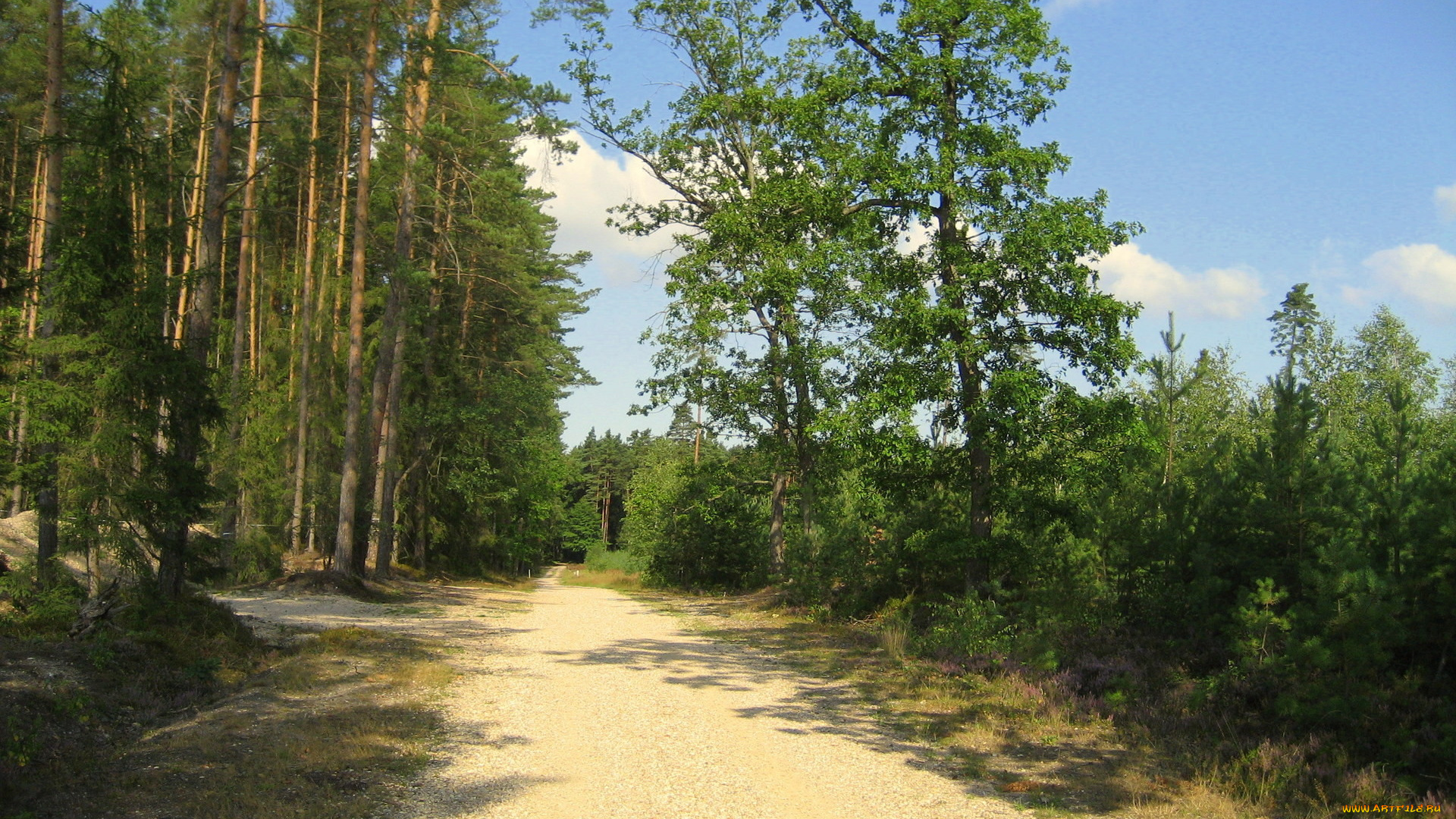 природа, дороги, сосны, лето, дорога