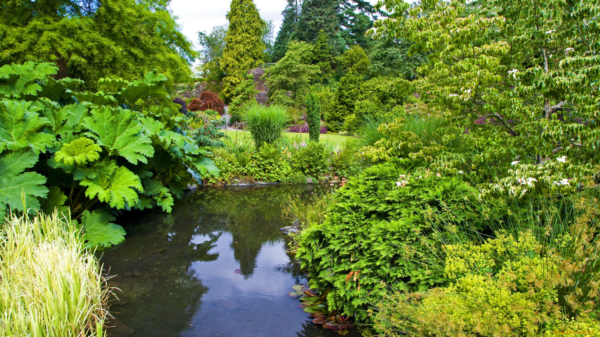 природа, парк, queen, elizabeth, vancouver, канада